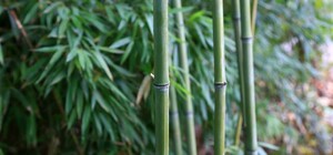 Когда хочется экзотики: жители двух районов Одессы украсили дворы бамбуком