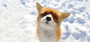 Жива мішень: до Львова з Тернополя привезли покалічену лисицю