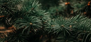 Новый год у вандалов: из одесского парка Победы украли три сосны 