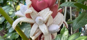 5,5 сантиметров: запорожанка вырастила дома розовые бархатные бананы 