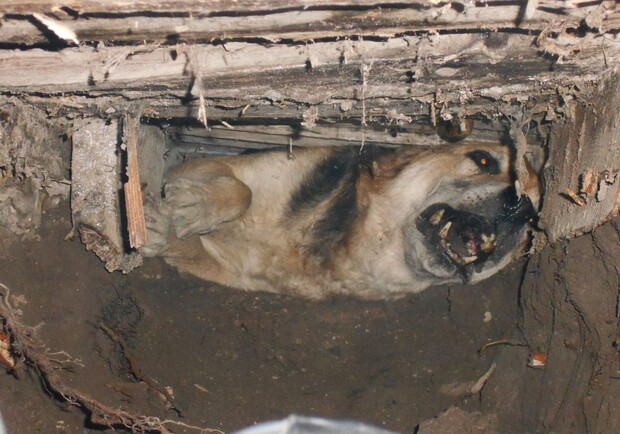 В Запорожье спасли собаку, провалившеюся в ливневку. Фото: newc.info