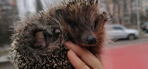 Не впали в спячку: на Чоколовке от холода спасли маленьких ежат 