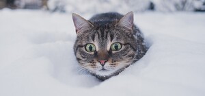 Будь в курсе: какая погода ждет киевлян на выходных