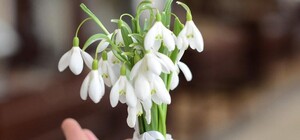 До 1700 гривен: харьковчанам грозят штрафы за покупку и продажу первоцветов