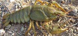 Охраняются законом: Красную книгу Украины пополнили новыми видами животных