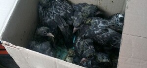 Потому что ненавидят птиц: в Киеве жители дома замуровали голубей на чердаке