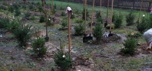 Озеленили: на выходных в Киеве высадили 