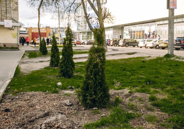 Посадили на этой неделе: возле ТРЦ "Киев" украли восемь деревьев. Фото : ТРЦ "Киев".