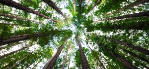 Быстро сработали: в Соцгороде вместо демонтированных МАФов высадили деревья