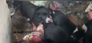 Голодные и грязные: в Днепре девять щенков застряли в теплотрассе (видео)