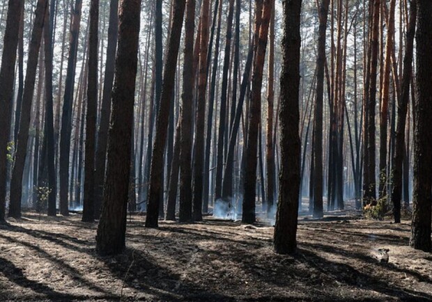 На Полтавщине объявлени чрезвычайный уровень пожарной опасности. Фото:https://top-news.com.ua/