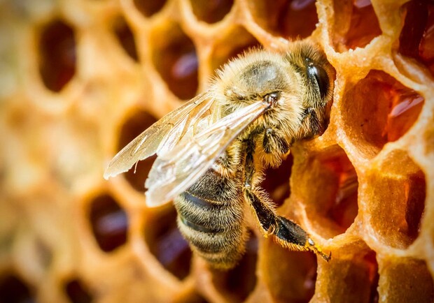 На Полтавщине может подорожать мед. Фото: kipmu.ru
