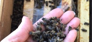 Груз не выжил: 