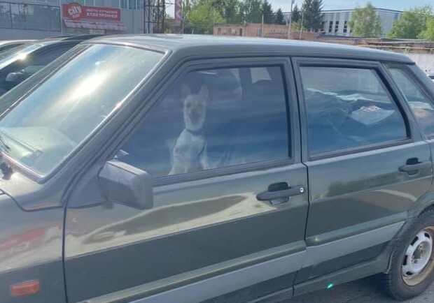 В Полтаве в жару в машине закрыли собаку. Фото: https://t.me/huevajapoltava/4313