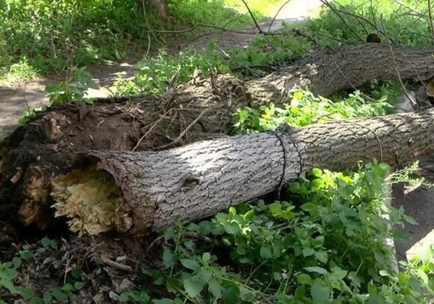 В Полтаве дерево рухнуло на машину. Фото:https://golos.ua/