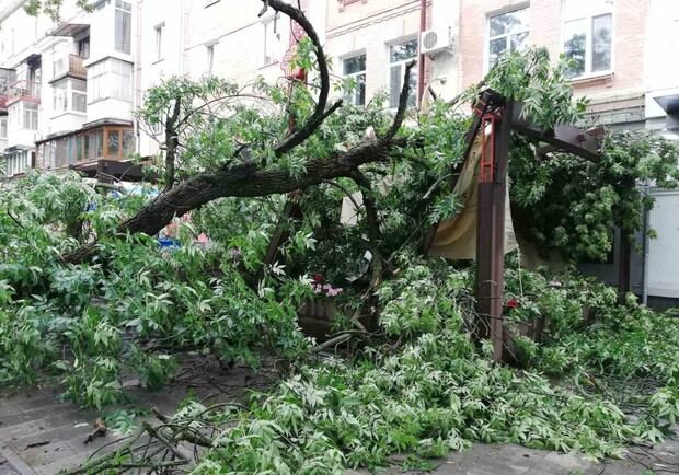 В Полтаве на летнюю площадку кафе рухнуло дерево. Фото: 0532.ua