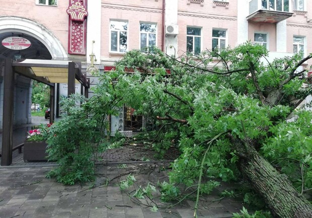 Дерево упало на кафе в центре Полтавы. Фото: 0532.ua