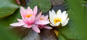 Фотофакт: в парке Горького распустились лотосы