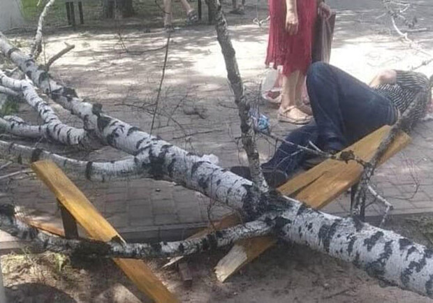 В Полтаве дерево рухнуло на мужчину. Фото: https://t.me/v_plt