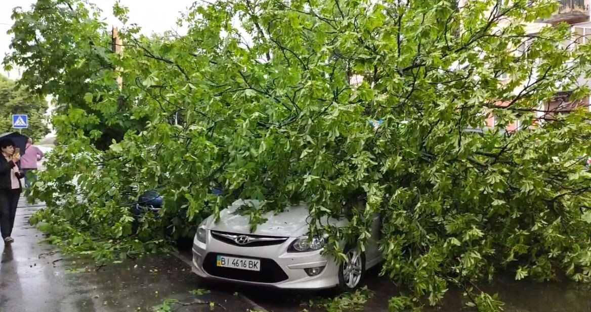 В Полтаве крупные деревья упали на машины. Фото:https://t.me/v_plt