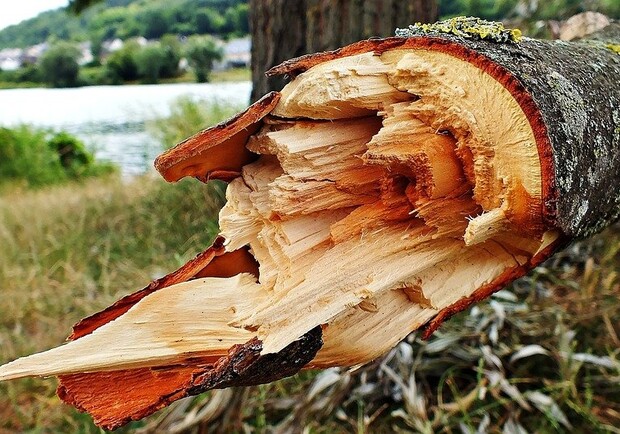 В лесу под Полтавой упавшее дерево убило подростка. Фото: Pixabay