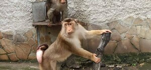 Родом из Южной Азии: в Одесском зоопарке появились новые обезьяны 