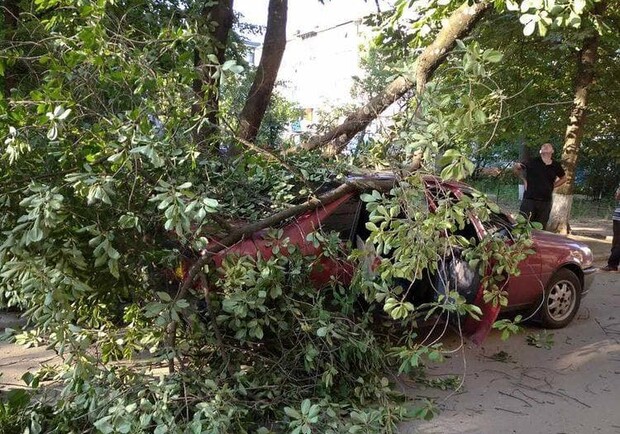 В Полтаве дерево упало на женщину и машину. Фото: https://t.me/v_plt