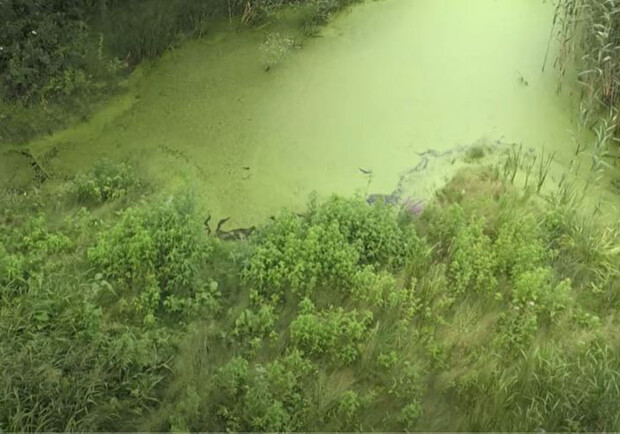 В Полтавской области высыхает река. Фото: скрин из сюжета PTV