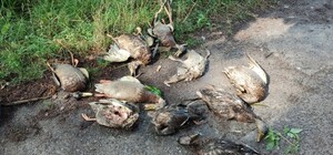 Природа страдает: на озере в Голосеевском парке массово погибают утки и рыба