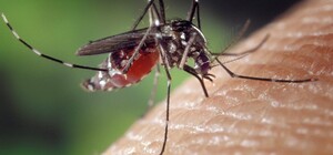 Берегись: в Киеве зафиксировали случаи опасной болезни, которую разносят комары