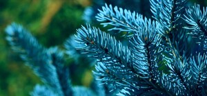 Возле ОГА спилили голубые ели: экологи говорят, что это были не аварийные деревья 