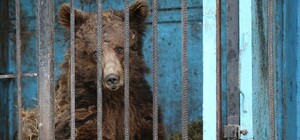 Давно пора: медведей из запорожского зоопарка отправят в Голландию