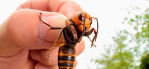 Спасли: под Харьковом у мужчины остановилось сердце из-за укуса шершня