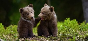 Присоединяйся: в Киеве пройдет марш за права животных