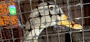 Зоозащитники освободили утку из киевского паба: что об этом говорят в заведении