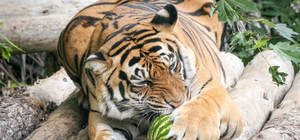 Вдогонку за летом: в Киевском зоопарке проведут арбузную неделю