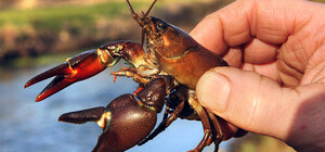 Не нарвись на штраф: в Одесской области запретили ловить раков