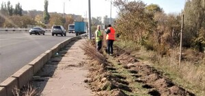 Клен, бирючина и белая акация: улицы Одессы украсят молодые деревья