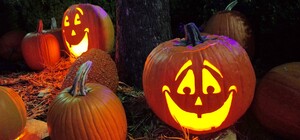 Посівний календар на листопад 2021: що робити в останній місяць осені