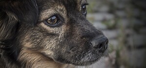 Сутки пролежал в мешке: в Запорожье щенка выбросили из движущего состава