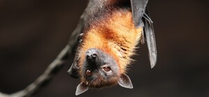 В Днепре двор усеян мертвыми летучими мышами