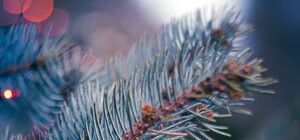 В Днепре спилили огромную голубую ель ради строительства ЖК