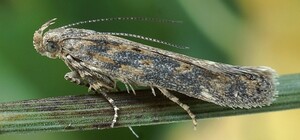 В Запорожском районе ввели карантин из-за насекомого