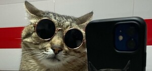 Кот Степан из Харькова прорекламировал шлепки Crocs и шапки Puma