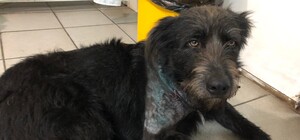 В Запорожье пьяный мужчина несколько раз ударил собаку ножом