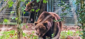 Запорожские медведи после карантина вышли на прогулку в нидерландском зоопарке