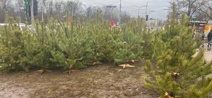 В Киеве открылись елочные базары: где и почем продают новогодние деревья