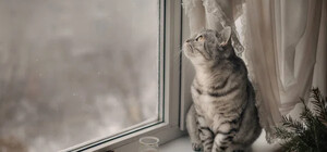 Получи ответ: будет ли сильный снег в Днепре в январе