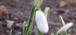 В Одессе начали цвести подснежники (фото)