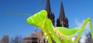 На Днепропетровщине открыли первый в Украине парк огромных робонасекомых